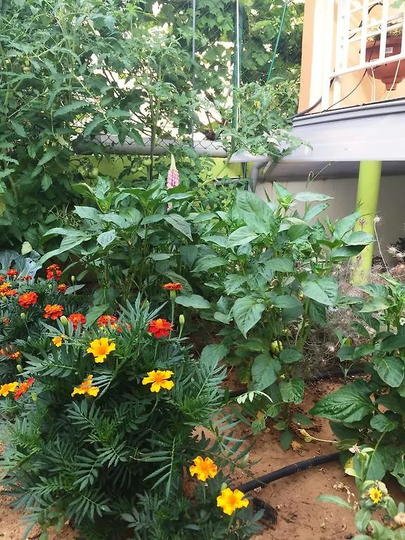 Friendly People'S Guest House Zara Croazia